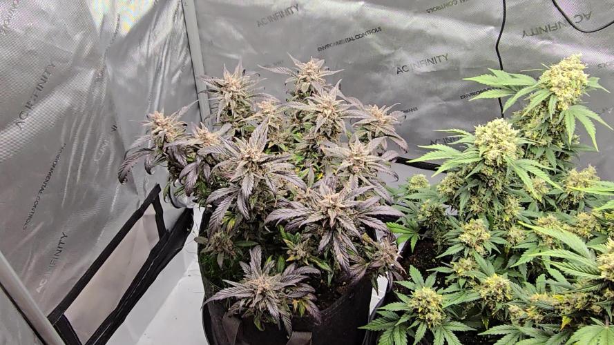 🍓RF3 Strawberry Gorilla🦍