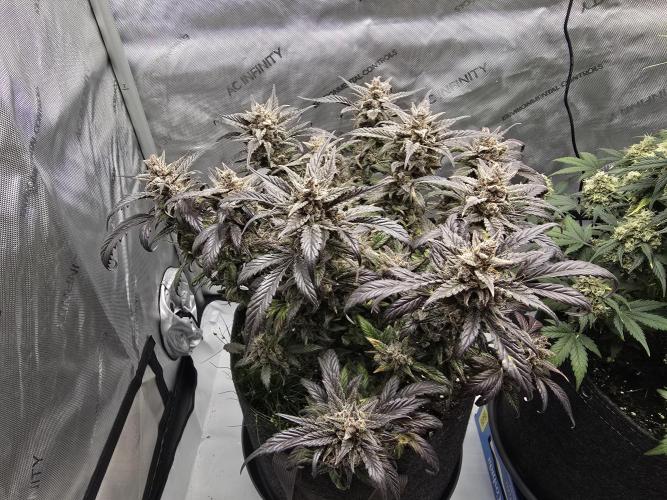 🍓RF3 Strawberry Gorilla🦍. Week 12