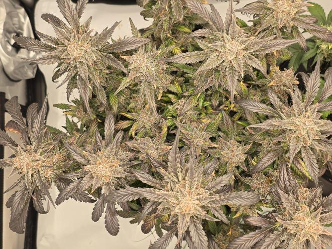 🍓RF3 Strawberry Gorilla🦍. Week 12