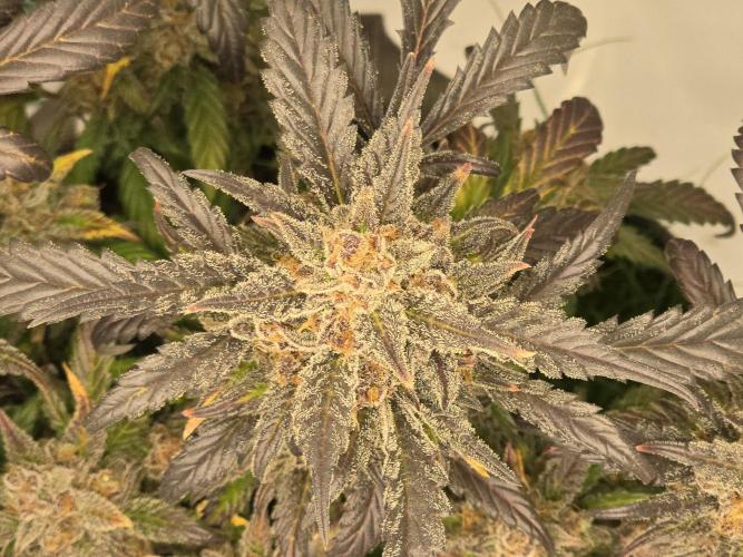 🍓RF3 Strawberry Gorilla🦍. Week 12