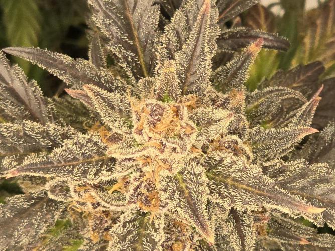 🍓RF3 Strawberry Gorilla🦍. Week 12