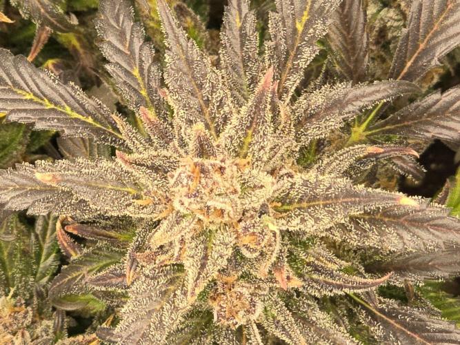 🍓RF3 Strawberry Gorilla🦍. Week 12