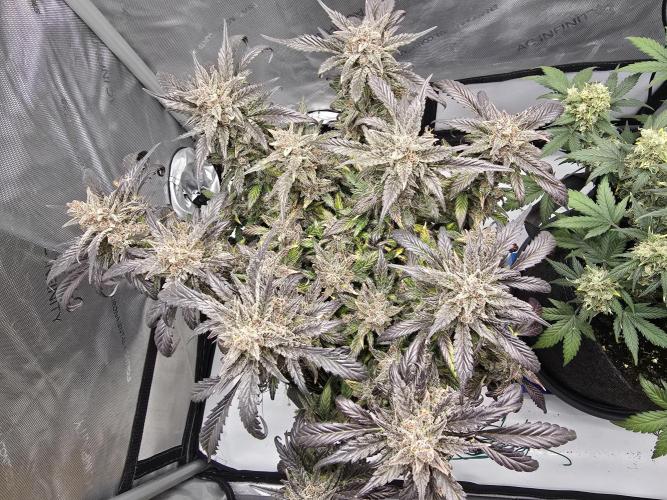 🍓RF3 Strawberry Gorilla🦍. Week 12