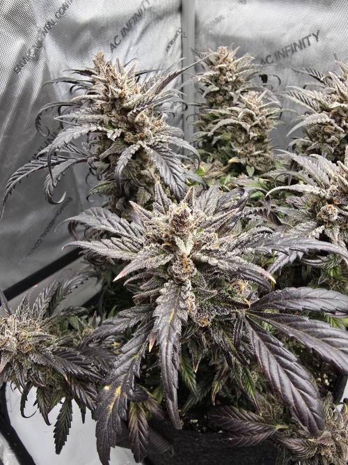 🍓RF3 Strawberry Gorilla🦍. Week 12