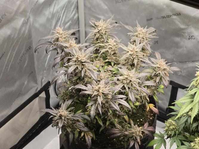 🍓RF3 Strawberry Gorilla🦍. Week 12