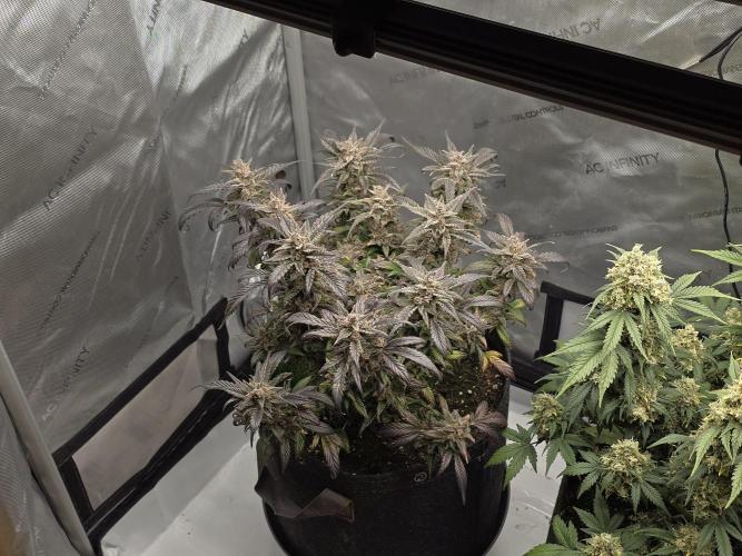 🍓RF3 Strawberry Gorilla🦍. Week 12
