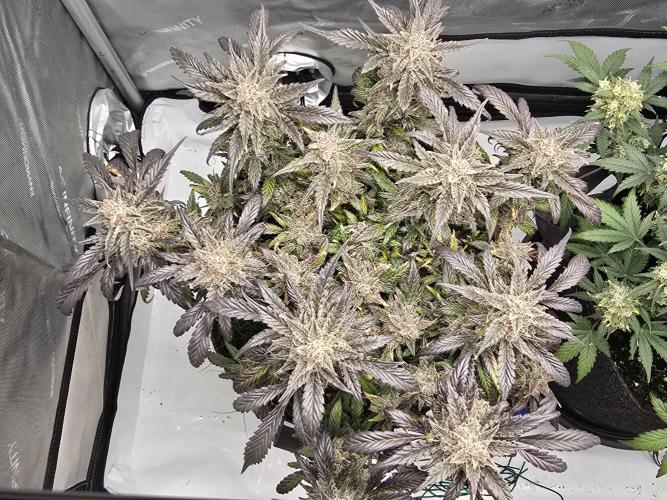 🍓RF3 Strawberry Gorilla🦍. Week 12