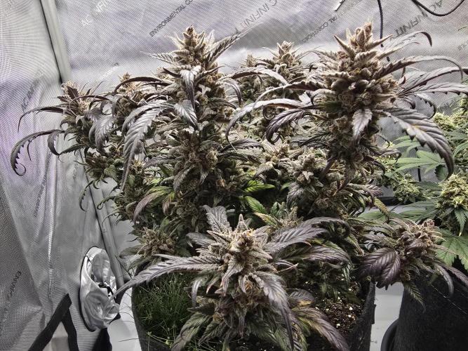 🍓RF3 Strawberry Gorilla🦍. Week 12
