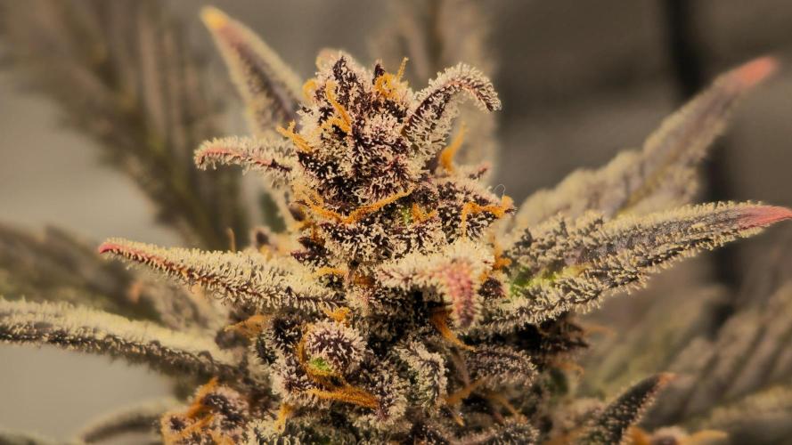 🍓RF3 Strawberry Gorilla🦍. Week 12