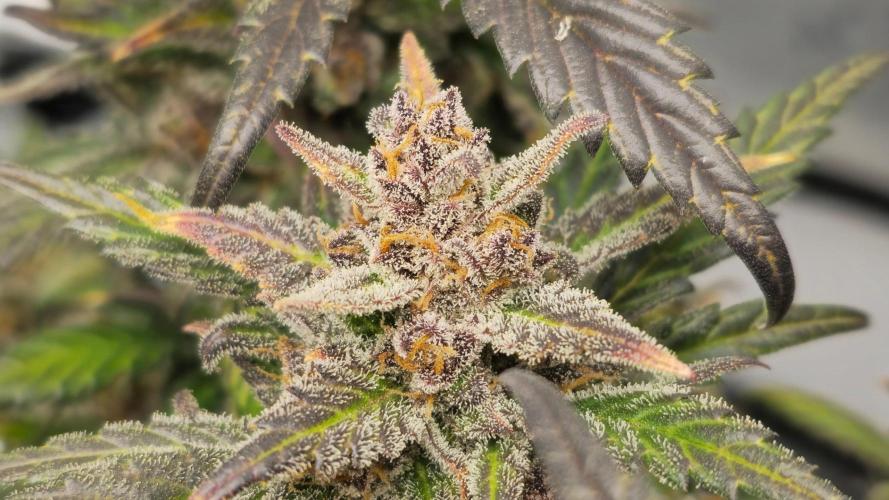 🍓RF3 Strawberry Gorilla🦍. Week 12