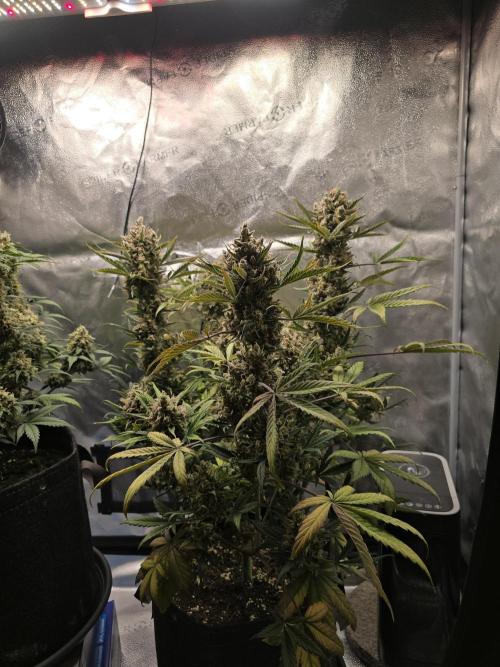 🍊Orange Sherbert Auto🍧. Week 12