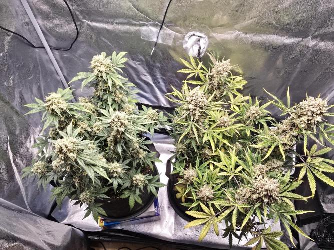 🍊Orange Sherbert Auto🍧. Week 12