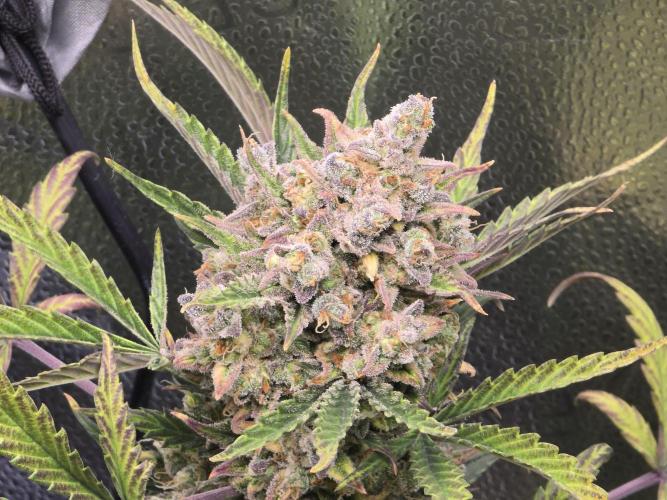 🍊Orange Sherbert Auto🍧. Week 12