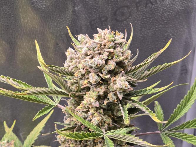🍊Orange Sherbert Auto🍧. Week 12