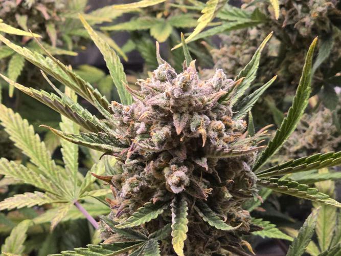 🍊Orange Sherbert Auto🍧. Week 12