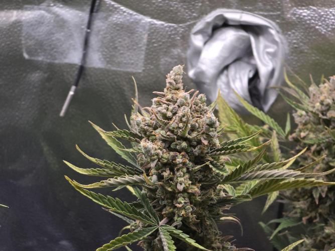 🍊Orange Sherbert Auto🍧. Week 12