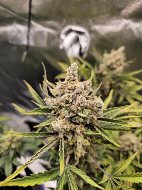 🍊Orange Sherbert Auto🍧. Week 12