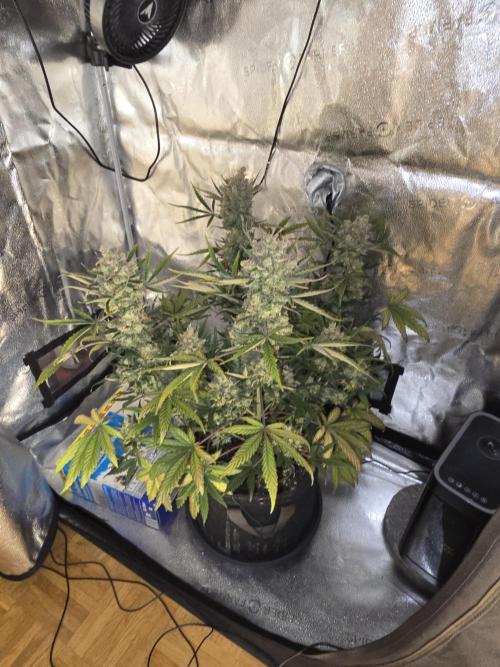 🍊Orange Sherbert Auto🍧. Week 12