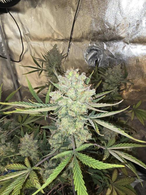 🍊Orange Sherbert Auto🍧. Week 12
