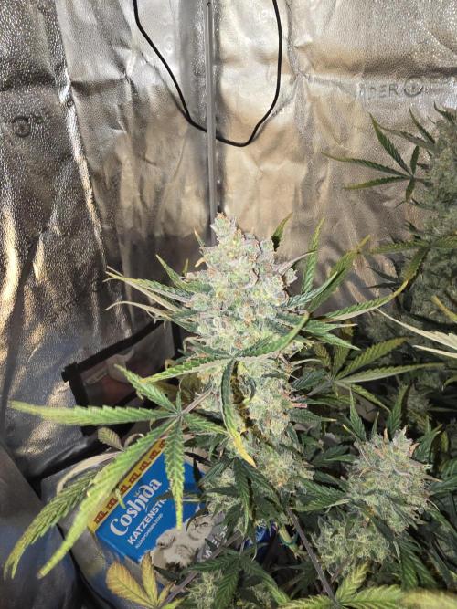 🍊Orange Sherbert Auto🍧. Week 12
