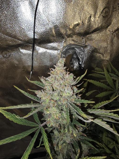 🍊Orange Sherbert Auto🍧. Week 12