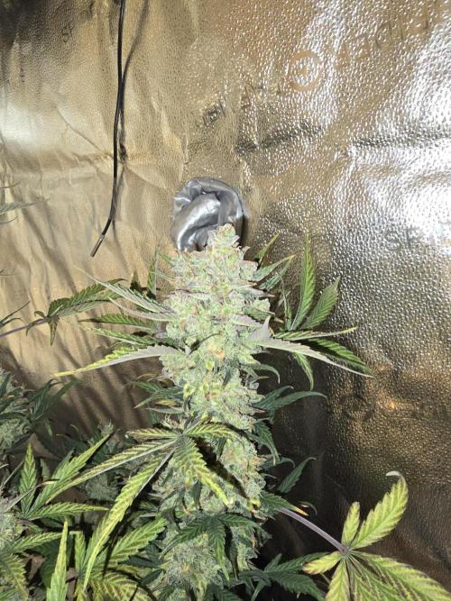 🍊Orange Sherbert Auto🍧. Week 12