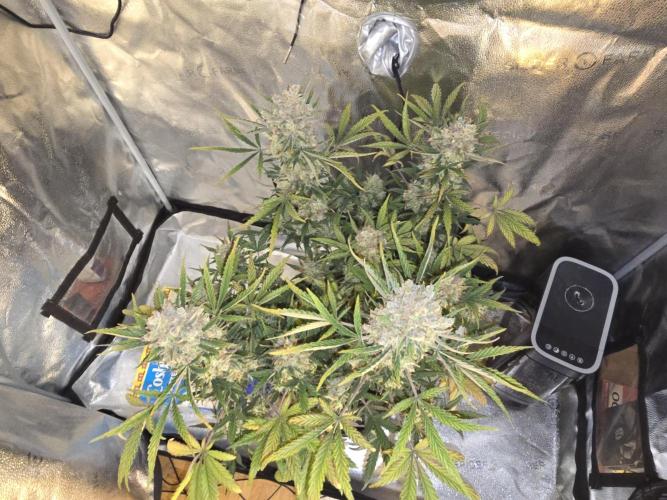 🍊Orange Sherbert Auto🍧. Week 12