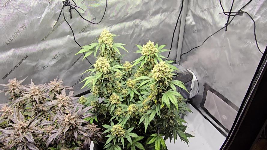 🍊Orange Sherbert Auto🍧