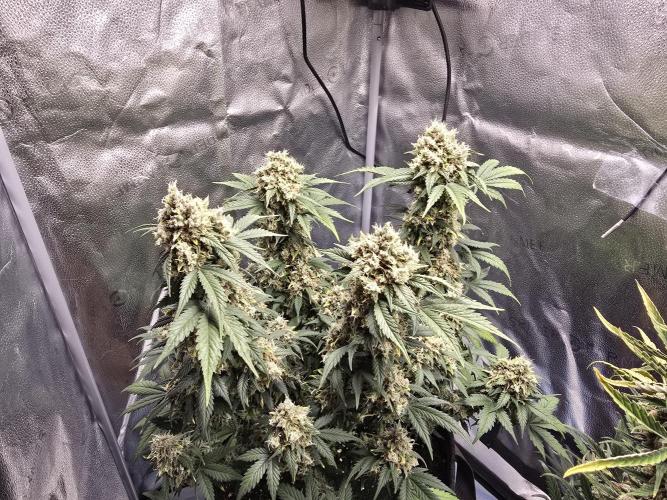 🍊Orange Sherbert Auto🍧. Week 12