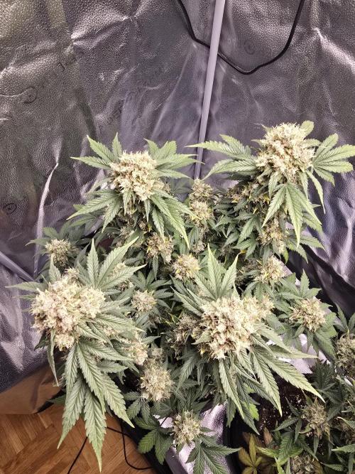 🍊Orange Sherbert Auto🍧. Week 12