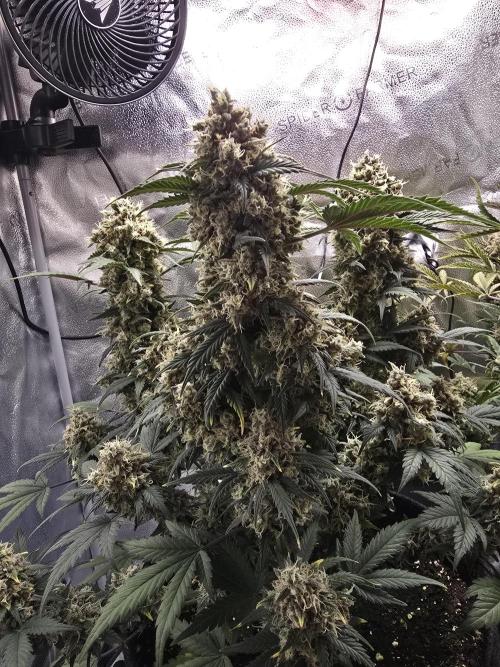 🍊Orange Sherbert Auto🍧. Week 12