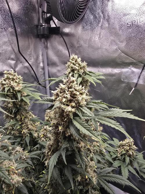 🍊Orange Sherbert Auto🍧. Week 12