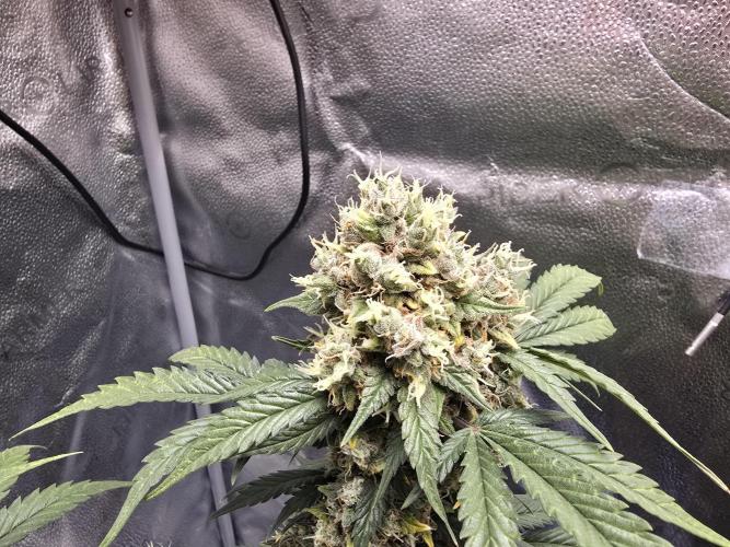 🍊Orange Sherbert Auto🍧. Week 12