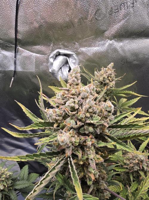 🍊Orange Sherbert Auto🍧. Week 12