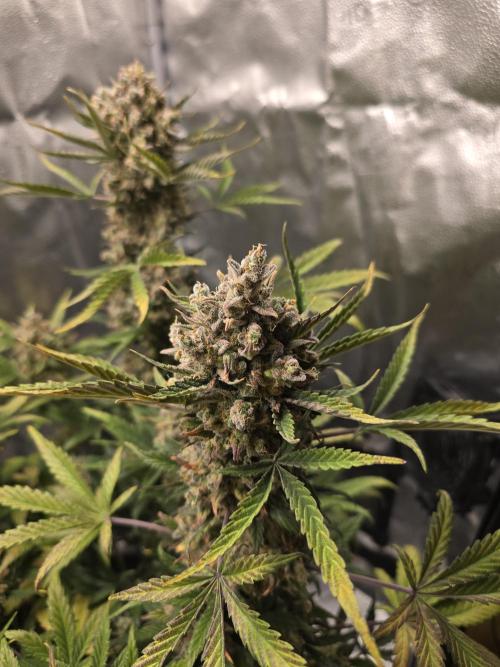 🍊Orange Sherbert Auto🍧. Week 12