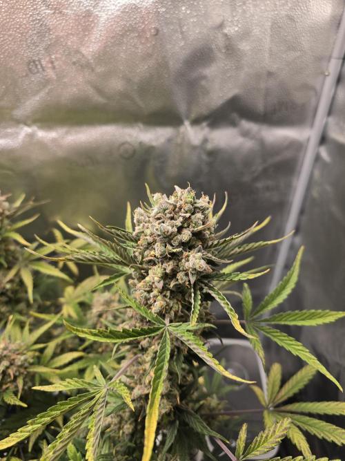🍊Orange Sherbert Auto🍧. Week 12