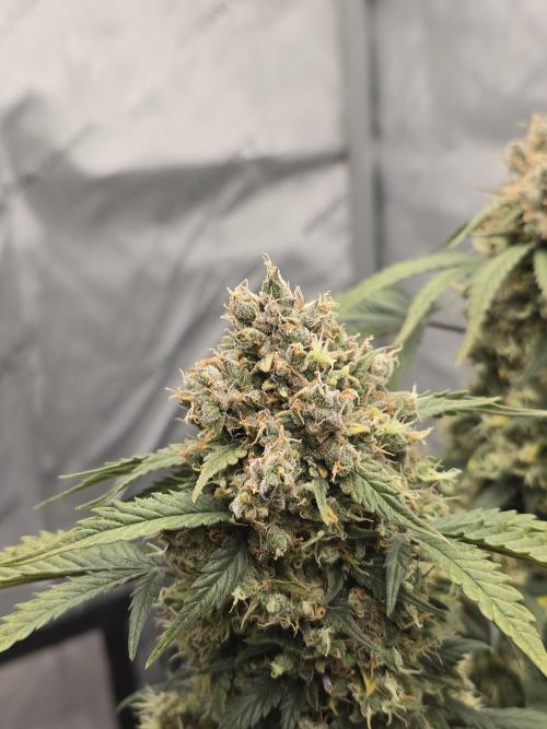 🍊Orange Sherbert Auto🍧. Week 13
