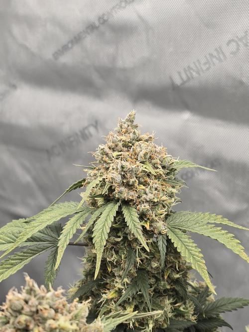 🍊Orange Sherbert Auto🍧. Week 13