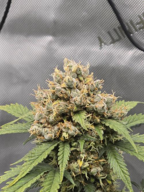 🍊Orange Sherbert Auto🍧. Week 13
