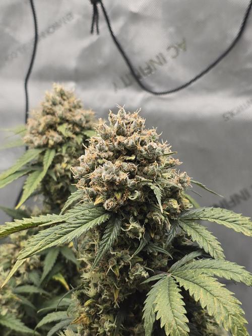 🍊Orange Sherbert Auto🍧. Week 13