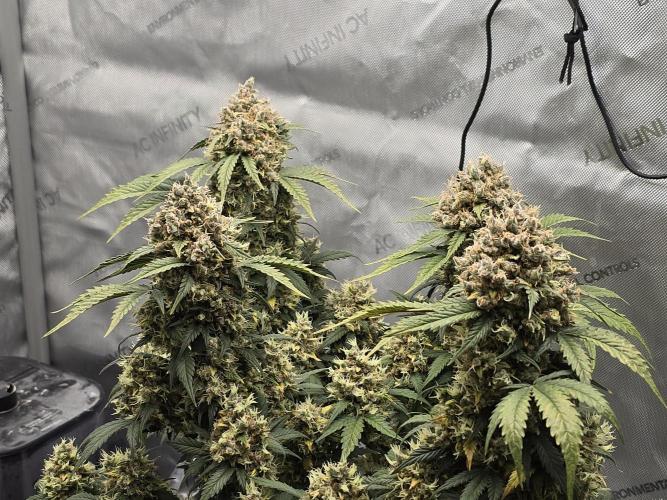 🍊Orange Sherbert Auto🍧. Week 13