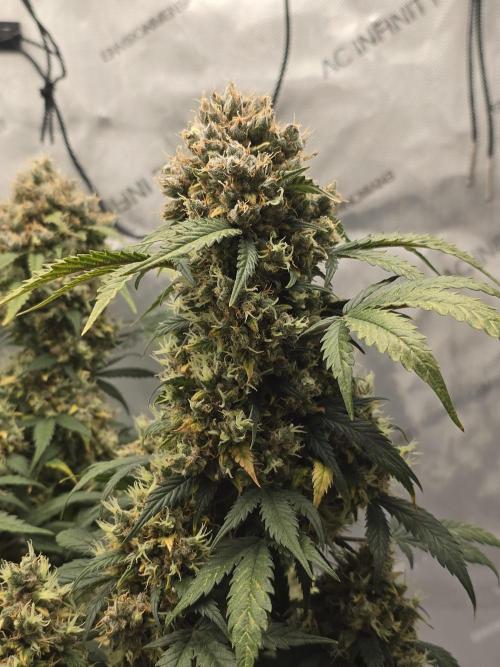 🍊Orange Sherbert Auto🍧. Week 13