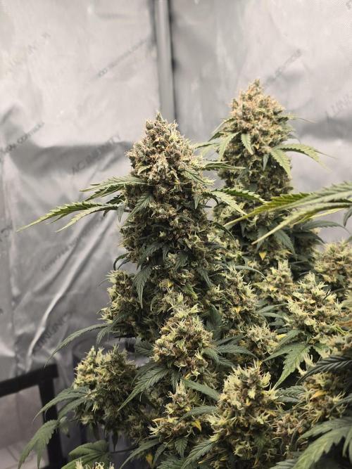 🍊Orange Sherbert Auto🍧. Week 13
