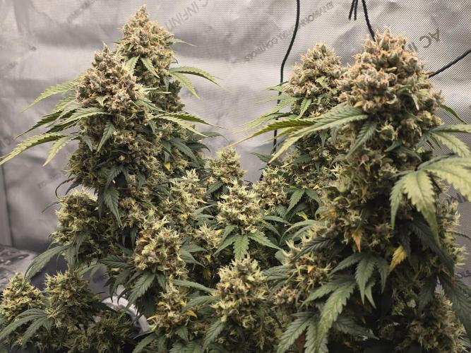 🍊Orange Sherbert Auto🍧. Week 13
