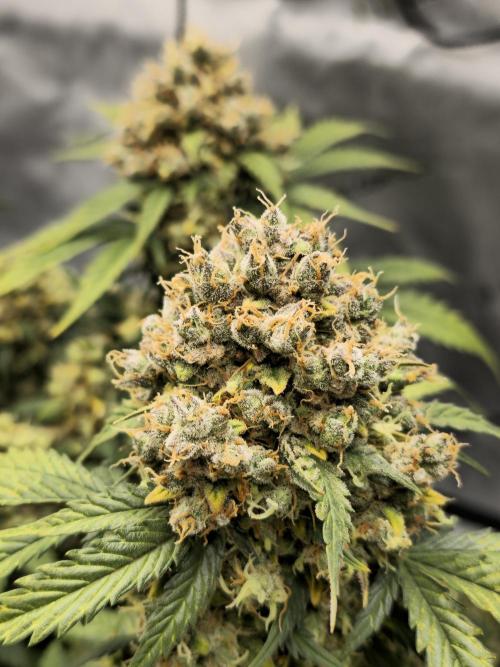 🍊Orange Sherbert Auto🍧. Week 13