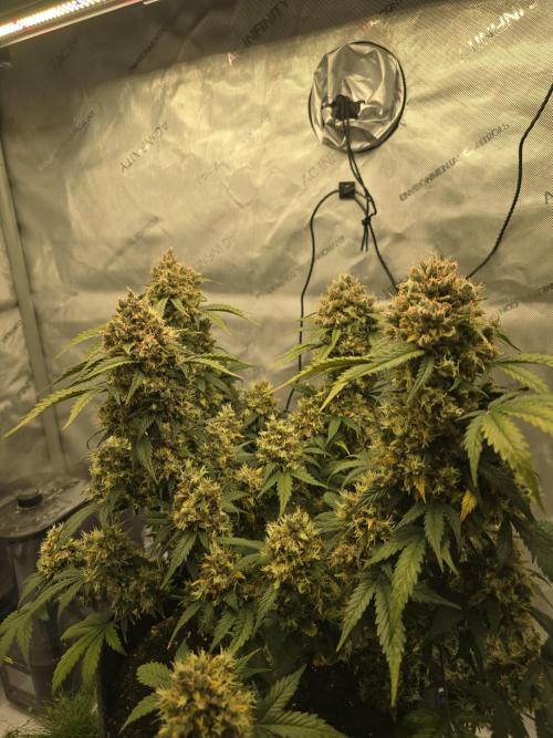 🍊Orange Sherbert Auto🍧. Week 13