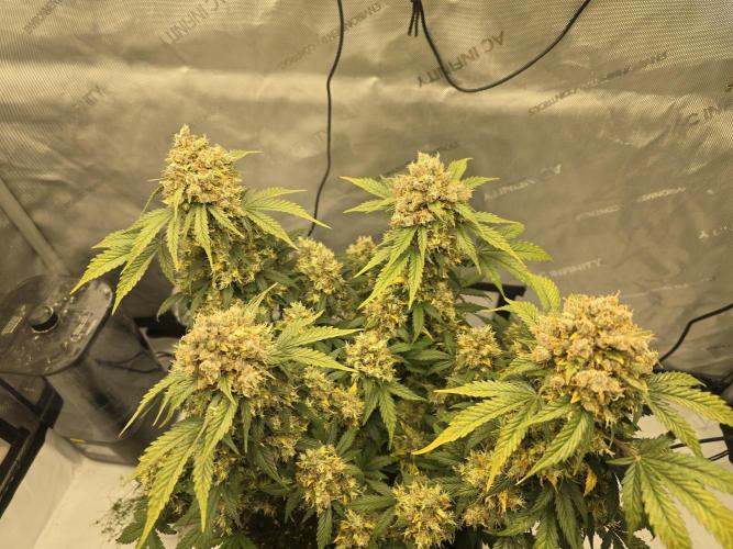 🍊Orange Sherbert Auto🍧. Week 13