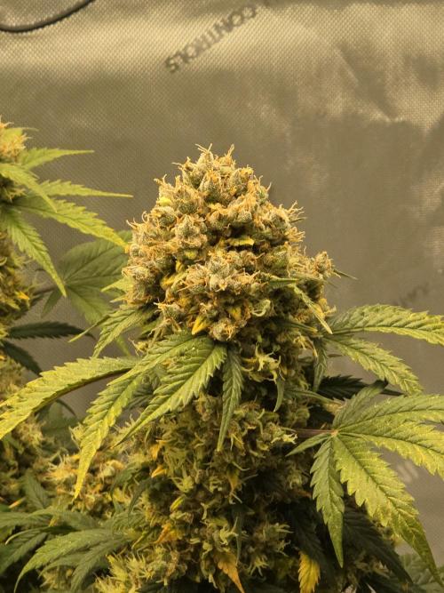 🍊Orange Sherbert Auto🍧. Week 13