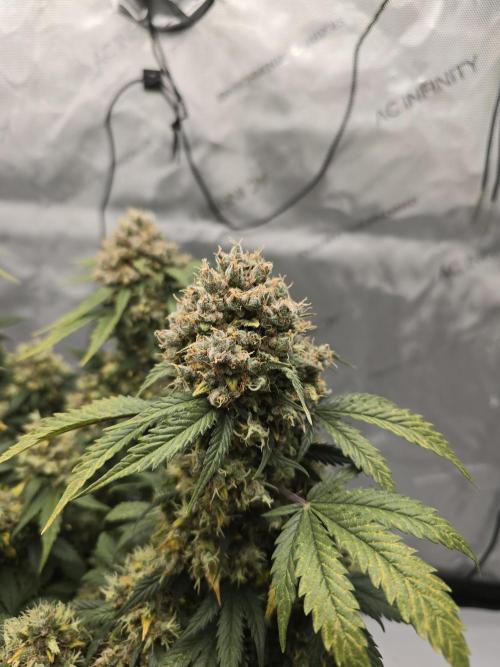 🍊Orange Sherbert Auto🍧. Week 13