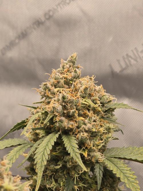 🍊Orange Sherbert Auto🍧. Week 13